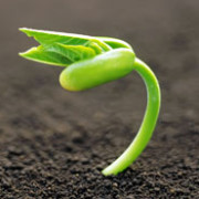 brote_vegetal