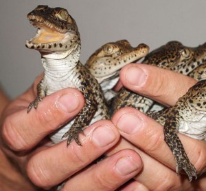 La diferencia entre las patas de los cocodrilos bebe y las improntas en roca son evidentes