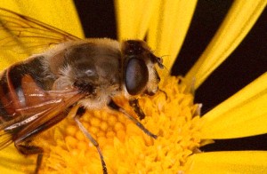 abeja