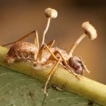 Hormigas Zombis y Humanos Esclavos