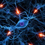 Descubrimiento de una Nueva y Misteriosa Neurona
