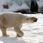 La Población de Osos Polares sigue aumentando… (Pese a las mentiras de los calentólogos)